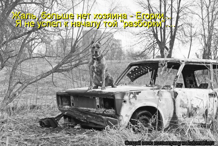 Жаль, больше нет хозяина - Егорки... Я не успел к началу той "разборки"....... Котоматрица: Жаль, больше нет хозяина - Егорки... Я не успел к началу той "разборки"....