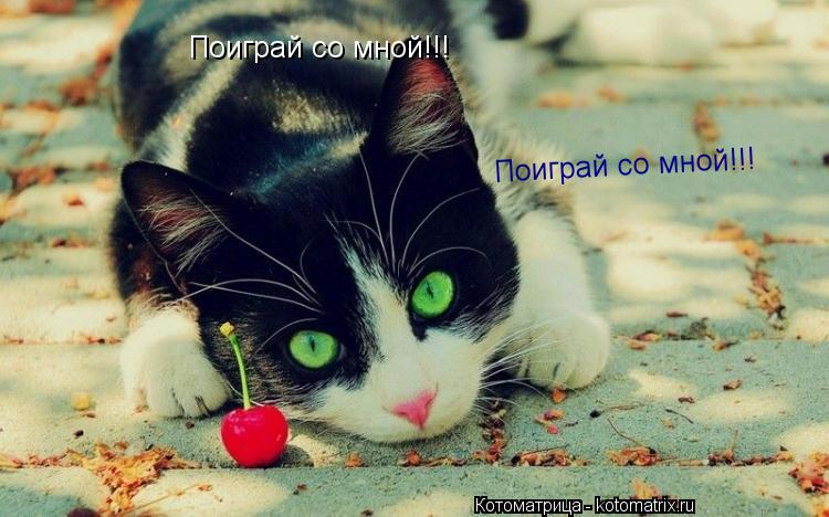 Поиграй со мной!!! Поиграй со мной!!!... Котоматрица: Поиграй со мной!!! Поиграй со мной!!!