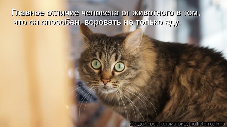 Главное отличие человека от животного в том, что он способен воровать не только еду.... Котоматрица: Главное отличие человека от животного в том, что он способен воровать не только еду.