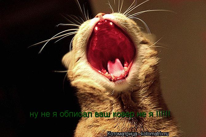 Котоматрица: ну не я обписал ваш ковер не я !!!!!!
