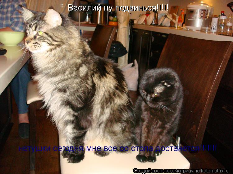 Котоматрица: Василий ну подвинься!!!!! нетушки сегодня мне все со стола достанется!!!!!!!