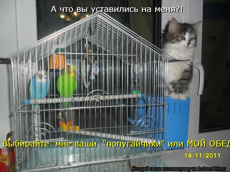 Котоматрица: А что вы уставились на меня?! Выбирайте  мне ваши  "попугайчики" или МОЙ ОБЕД!