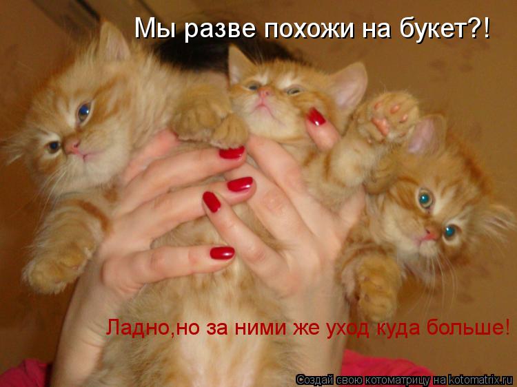 Котоматрица: Мы разве похожи на букет?! Ладно,но за ними же уход куда больше!