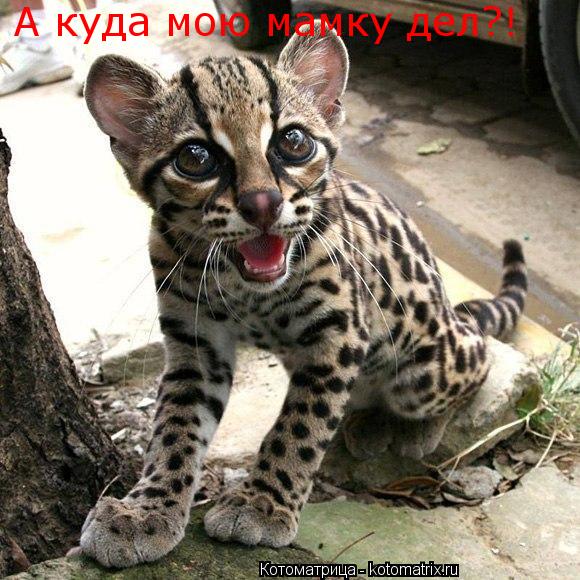 Котоматрица: А куда мою мамку дел?!
