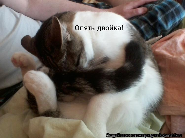 Котоматрица: Опять двойка!