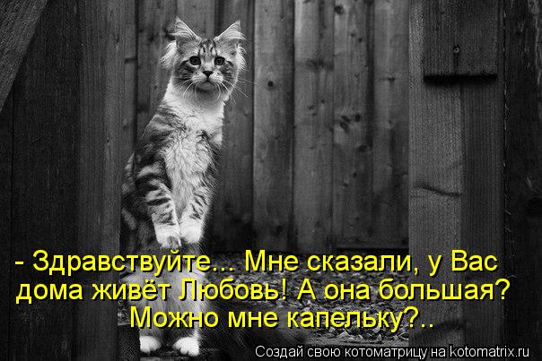 - Здравствуйте... Мне сказали, у Вас дома живёт Любовь! А она большая? Можно мне капельку?..... Котоматрица: - Здравствуйте... Мне сказали, у Вас дома живёт Любовь! А она большая? Можно мне капельку?..