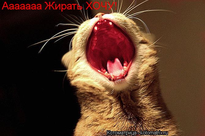 Котоматрица: Ааааааа Жирать ХОЧУ!