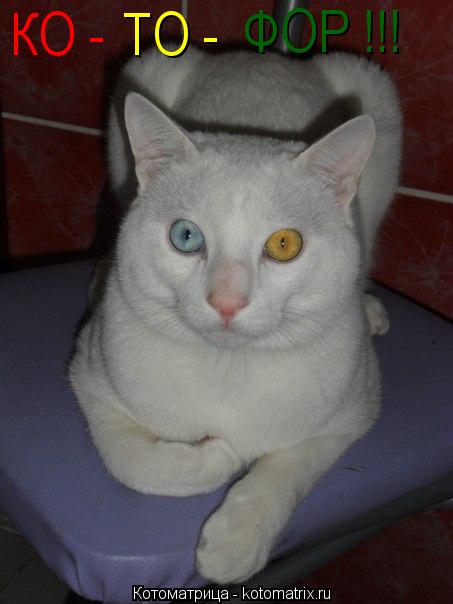 КО - ТО - ФОР !!!... Котоматрица: КО - ТО - ФОР !!!
