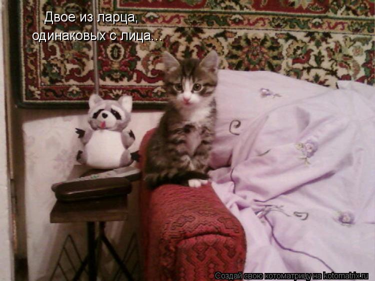 Двое из ларца, одинаковых с лица...... Котоматрица: Двое из ларца, одинаковых с лица...