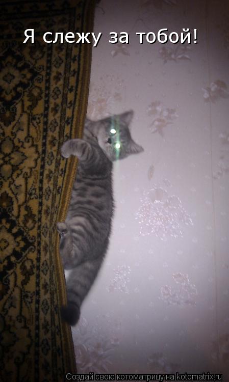 Я слежу за тобой!... Котоматрица: Я слежу за тобой!