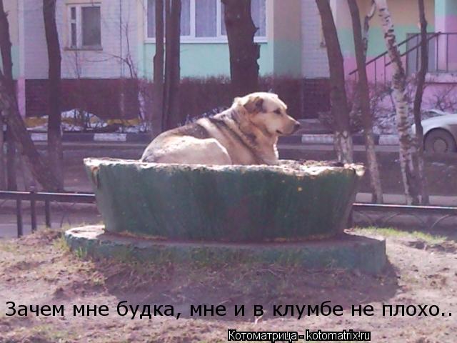 Зачем мне будка, мне и в клумбе не плохо..... Котоматрица: Зачем мне будка, мне и в клумбе не плохо..