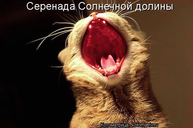 Серенада Солнечной долины... Котоматрица: Серенада Солнечной долины