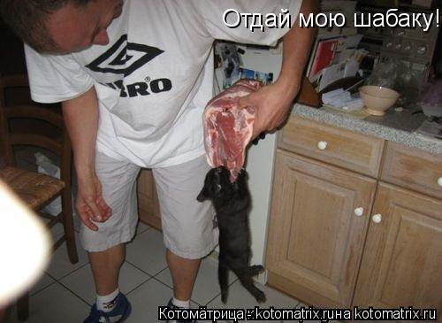Отдай мою шабаку!!!!!... Котоматрица: Отдай мою шабаку!!!!!