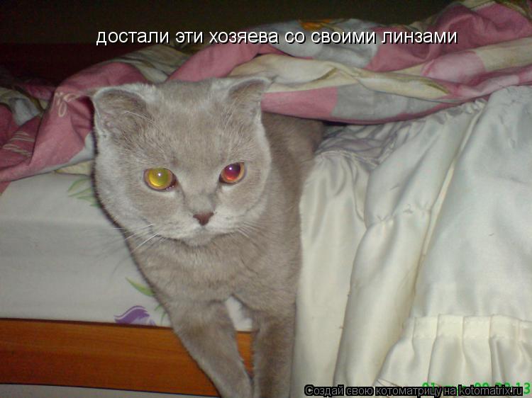 достали эти хозяева со своими линзами... Котоматрица: достали эти хозяева со своими линзами