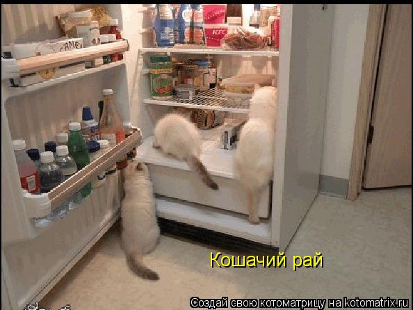 Кошачий рай... Котоматрица: Кошачий рай