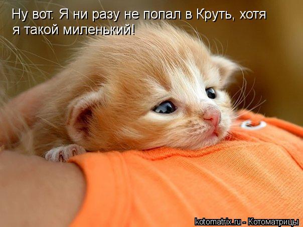 Ну вот. Я ни разу не попал в Круть, хотя я такой миленький!... Котоматрица: Ну вот. Я ни разу не попал в Круть, хотя я такой миленький!
