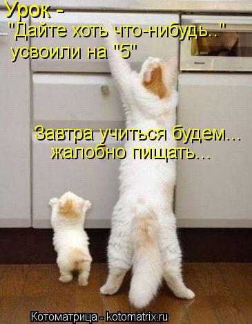 Урок - "Дайте хоть что-нибудь.." усвоили на "5" жалобно пищать... Завтра учиться будем...... Котоматрица: Урок - "Дайте хоть что-нибудь.." усвоили на "5" жалобно пищать... Завтра учиться будем...