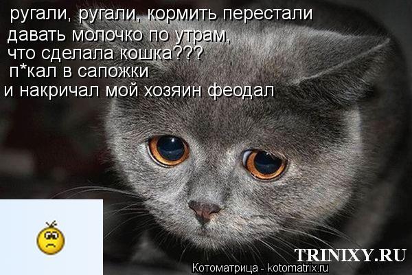 ругали, ругали, кормить перестали давать молочко по утрам, что сделала кошка??? п*кал в сапожки и нак... Котоматрица: ругали, ругали, кормить перестали давать молочко по утрам, что сделала кошка??? п*кал в сапожки и накричал мой хозяин феодал