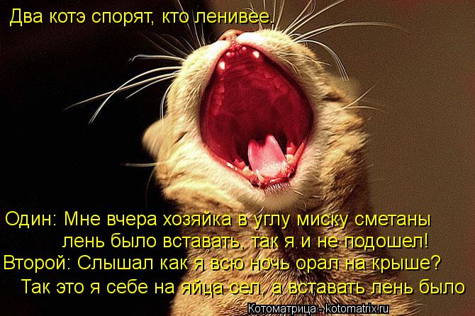 Два котэ спорят, кто ленивее. Один: Мне вчера хозяйка в углу миску сметаны лень было вставать, так я ... Котоматрица: Два котэ спорят, кто ленивее. Один: Мне вчера хозяйка в углу миску сметаны лень было вставать, так я и не подошел! Второй: Слышал как я всю ноч