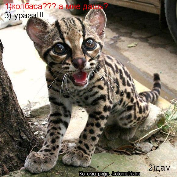 1)колбаса??? а мне дашь? 2)дам 3) урааа!!!... Котоматрица: 1)колбаса??? а мне дашь? 2)дам 3) урааа!!!