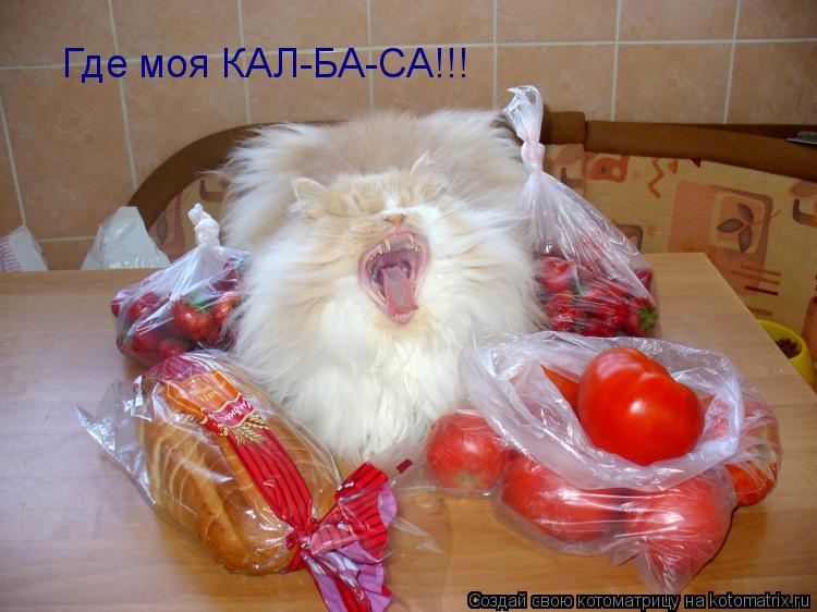 Где моя КАЛ-БА-СА!!!... Котоматрица: Где моя КАЛ-БА-СА!!!