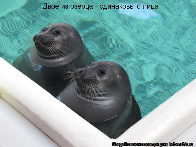 Двое из озерца - одинаковы с лица... Котоматрица: Двое из озерца - одинаковы с лица