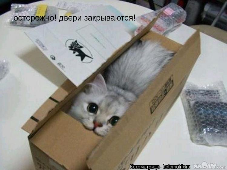 осторожно! двери закрываются!... Котоматрица: осторожно! двери закрываются!