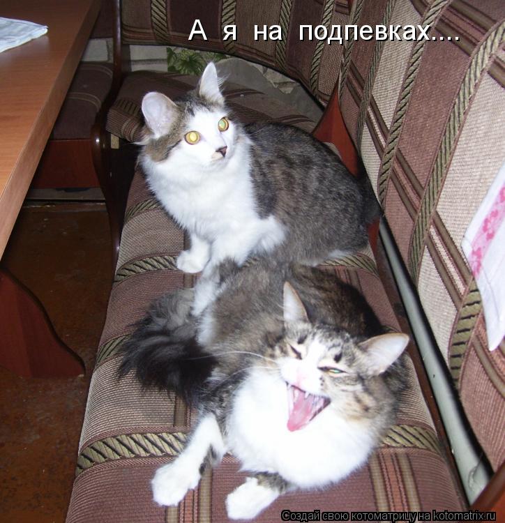 А я на подпевках....... Котоматрица: А я на подпевках....
