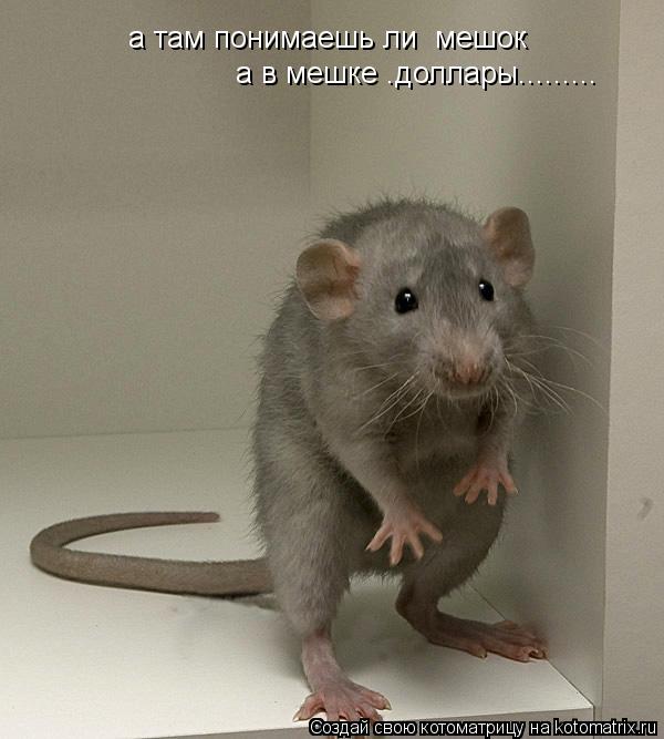 а там понимаешь ли мешок а в мешке .доллары............ Котоматрица: а там понимаешь ли мешок а в мешке .доллары.........