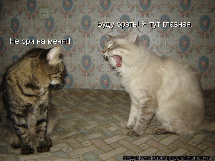 Стих и не ори на меня Стих и не ори на меня