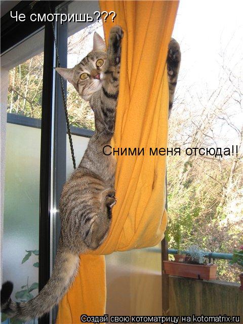 Че смотришь??? Сними меня отсюда!!... Котоматрица: Че смотришь??? Сними меня отсюда!!