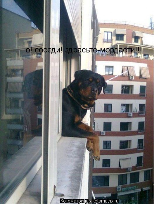 о! соседи! здрасьте-мордасти!!!... Котоматрица: о! соседи! здрасьте-мордасти!!!
