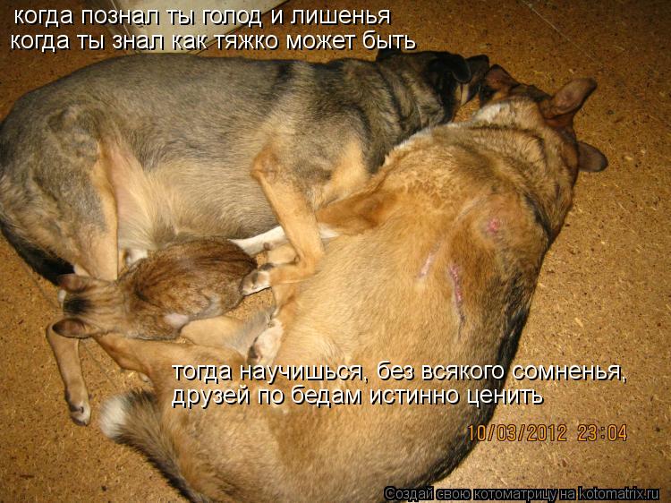 когда познал ты голод и лишенья когда ты знал как тяжко может быть тогда научишься, без всякого сомне... Котоматрица: когда познал ты голод и лишенья когда ты знал как тяжко может быть тогда научишься, без всякого сомненья, друзей по бедам истинно ценить