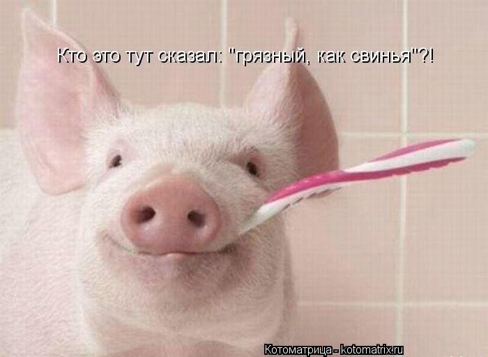 Кто это тут сказал: "грязный, как свинья"?!... Котоматрица: Кто это тут сказал: "грязный, как свинья"?!