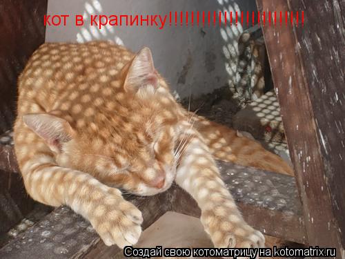 кот в крапинку!!!!!!!!!!!!!!!!!!!!!!!!!... Котоматрица: кот в крапинку!!!!!!!!!!!!!!!!!!!!!!!!!
