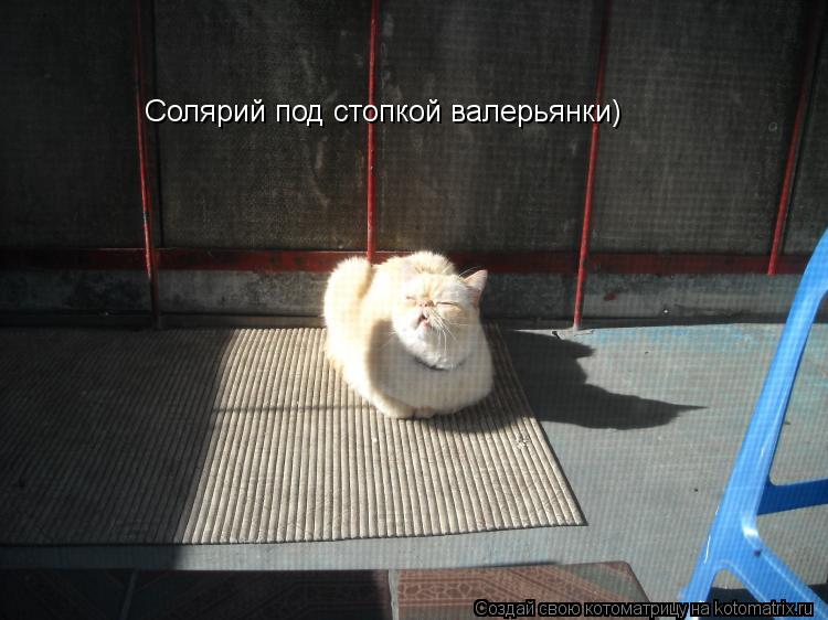 Солярий под стопкой валерьянки)... Котоматрица: Солярий под стопкой валерьянки)