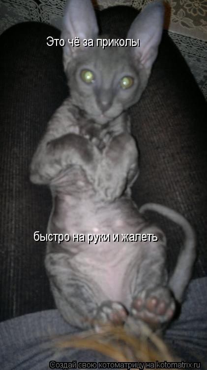 Это чё за приколы быстро на руки и жалеть... Котоматрица: Это чё за приколы быстро на руки и жалеть