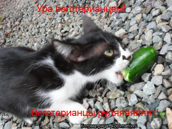 Ура веготерианцем! Веготерианцы руляяяяяяят!... Котоматрица: Ура веготерианцем! Веготерианцы руляяяяяяят!
