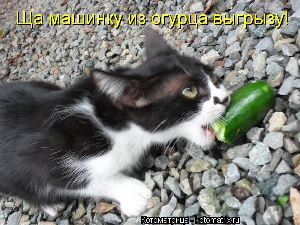 Ща машинку из огурца выгрызу!... Котоматрица: Ща машинку из огурца выгрызу!