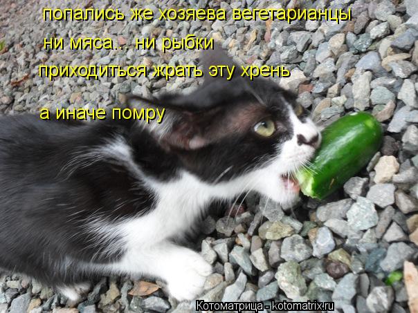попались же хозяева вегетарианцы ни мяса... ни рыбки приходиться жрать эту хрень а иначе помру... Котоматрица: попались же хозяева вегетарианцы ни мяса... ни рыбки приходиться жрать эту хрень а иначе помру