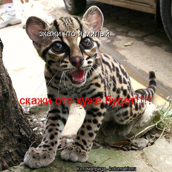 зкажи что я милый скажи ото хуже будет!!!!... Котоматрица: зкажи что я милый скажи ото хуже будет!!!!