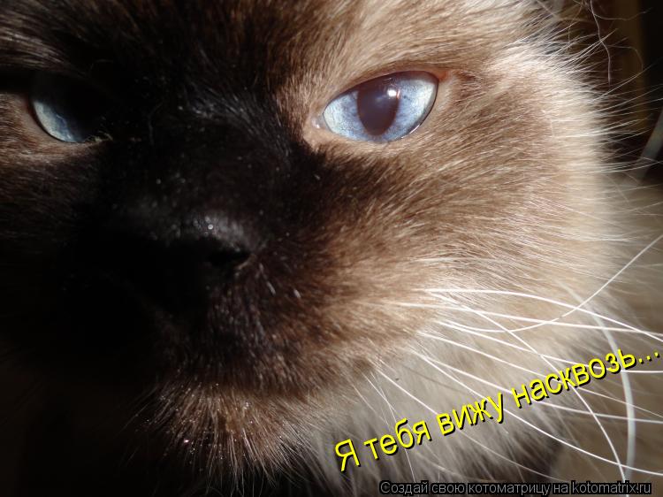 Я тебя вижу насквозь...... Котоматрица: Я тебя вижу насквозь...