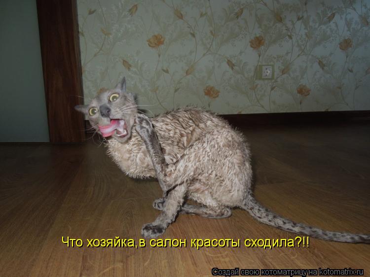 Что хозяйка,в салон красоты сходила?!!... Котоматрица: Что хозяйка,в салон красоты сходила?!!