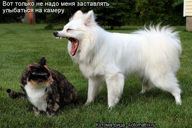 Вот только не надо меня заставлять улыбаться на камеру... Котоматрица: Вот только не надо меня заставлять улыбаться на камеру