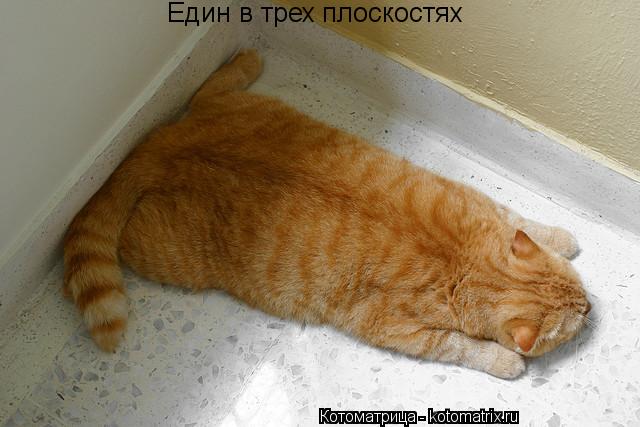 Един в трех плоскостях... Котоматрица: Един в трех плоскостях