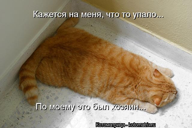 Кажется на меня, что то упало... По моему это был хозяин...... Котоматрица: Кажется на меня, что то упало... По моему это был хозяин...