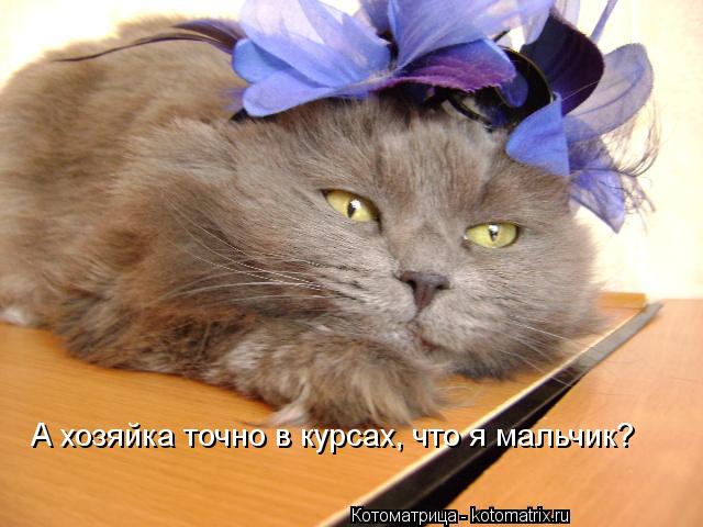 А хозяйка точно в курсах, что я мальчик?... Котоматрица: А хозяйка точно в курсах, что я мальчик?