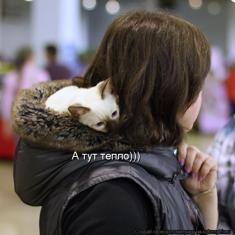 А тут тепло)))... Котоматрица: А тут тепло)))