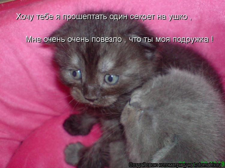 Хочу тебе я прошептать один секрет на ушко , Мне очень очень повезло , что ты моя подружка !... Котоматрица: Хочу тебе я прошептать один секрет на ушко , Мне очень очень повезло , что ты моя подружка !