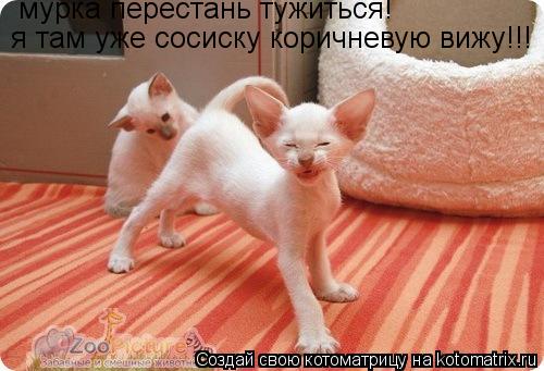 мурка перестань тужиться! я там уже сосиску коричневую вижу!!!... Котоматрица: мурка перестань тужиться! я там уже сосиску коричневую вижу!!!